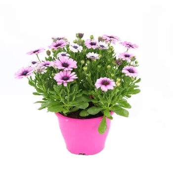 African daisies