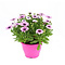 X1 - African daisies