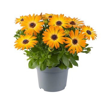 African Daisy Orange – Osteospermum