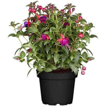 Bellenplant – Fuchsia
