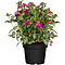  X3 - Bellenplant