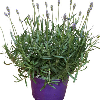 Lavender – Lavandula Angustifolia