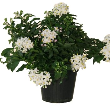 Morelle faux jasmin