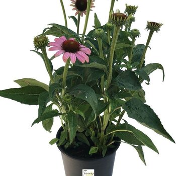 Échinacée – Echinacea purpurea 'Sunseekers Salmon'