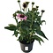 Echinacea purpurea