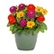  Zinnia