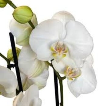 Moth orchids