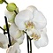 Orchidée Papillon (Phalaenopsis) Blanche