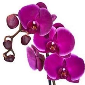 Vlinderorchidee Paars – Phalaenopsis