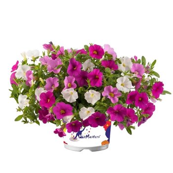 X3 - mini petunia calibrachoa