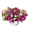  X3 - mini petunia calibrachoa