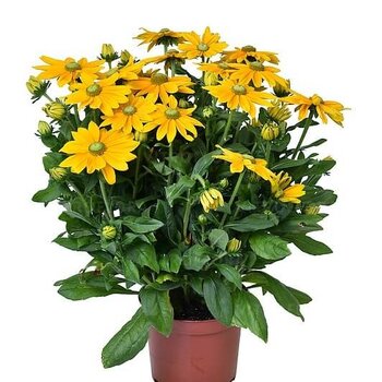 Rudbeckia Sunbeckia Ophelia