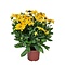  Rudbeckia
