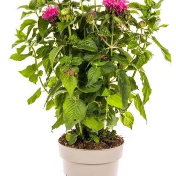 Bergamotplant