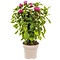  Bee Balm