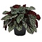  X1 - Leaf begonia