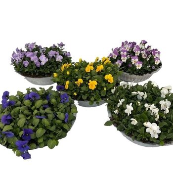Horned pansy Tray - Viola cornuta