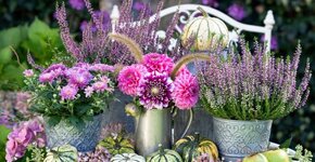 Heide (Calluna) kopen: dé bloeiende herfstplant voor tuin en terras