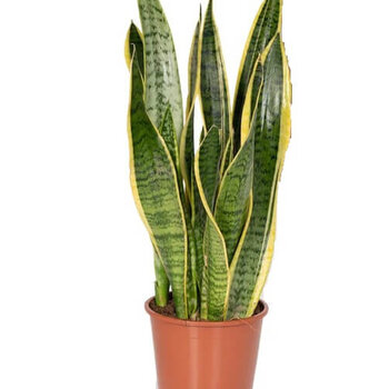 Snake Plant – Sansevieria trifasciata 'Laurentii'