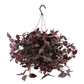 Spiderwort – Tradescantia 'Jewel red'