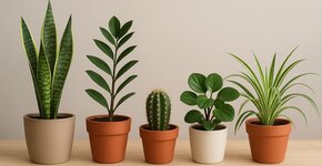 Plantes d’intérieur faciles d’entretien – idéales pour les débutants