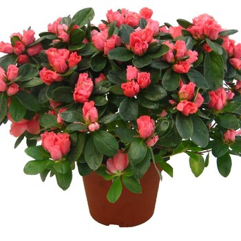 Azalea – Rhododendron simsii roze
