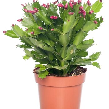 Christmas cactus
