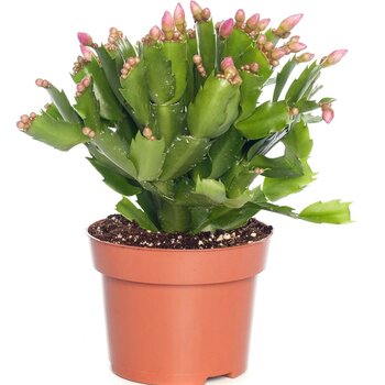 Kerstcactus Roze – Schlumbergera