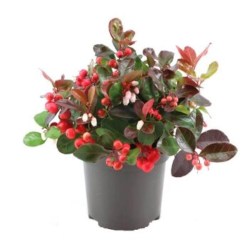 Gaulthérie (Gaultheria)