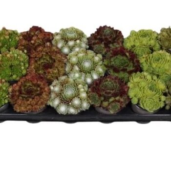Sempervivum Mix