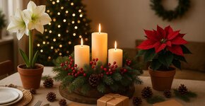 Flowers and Plants as a Sustainable Christmas Gift