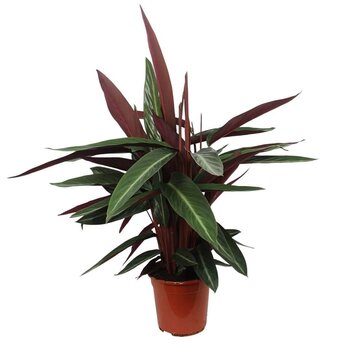 Calathea stripestar