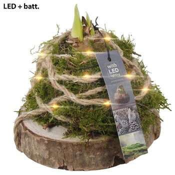 Handwerk met liefde en aandacht Plantenarrangementen