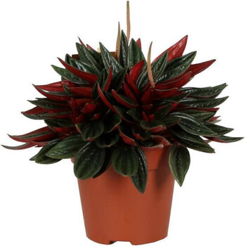 Radiator plant – Peperomia caperata 'Rosso'