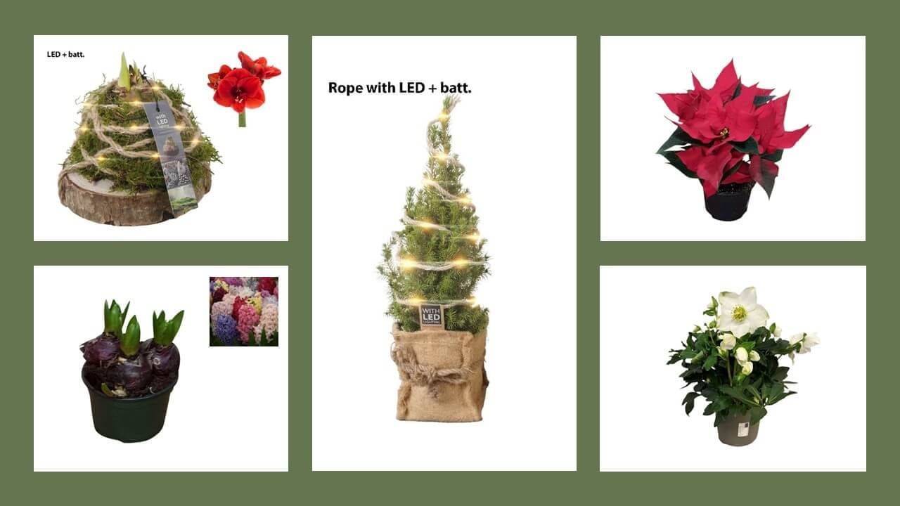 Zo blijven jouw kerstbloemen en -planten langer stralend