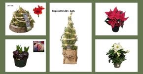 Keep Your Christmas Plants Beautiful and Healthy Longer