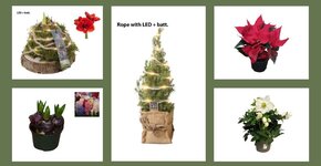 Comment garder vos plantes de Noël belles plus longtemps