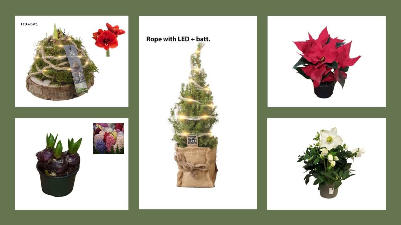 Comment garder vos plantes de Noël belles plus longtemps