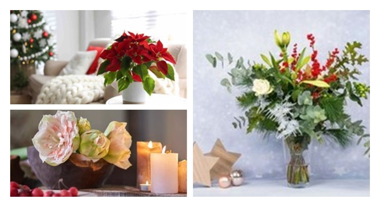 Flowers & Plants: The Perfect Festive Gift