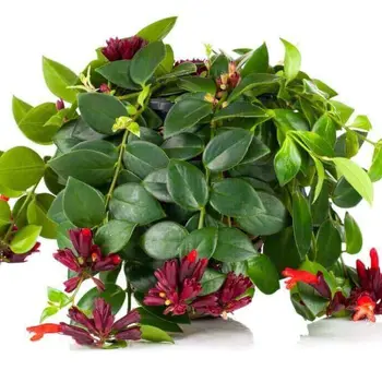Firenze Bloemenatelier – Handgemaakte Boeketten, Bloemstukken & Planten Lipstick plant – Aeschynanthus