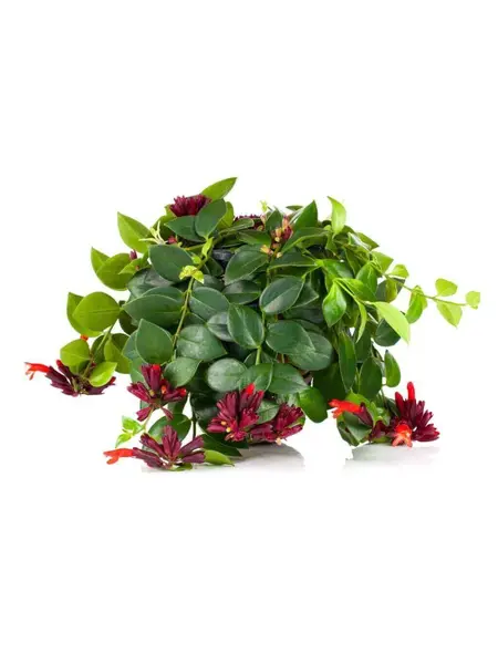 Lipstick plant – Aeschynanthus