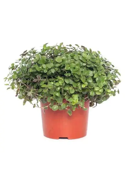 Schildpadplant – Callisia Turtle