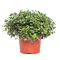  Turtle vine – Callisia Turtle