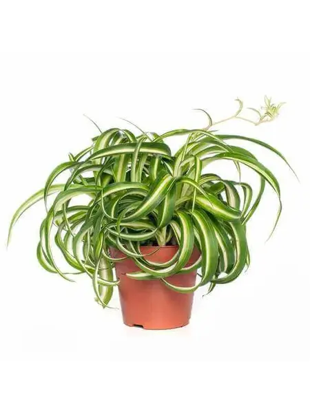 Spider Plant – Chlorophytum
