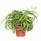  Plante araignée – Chlorophytum