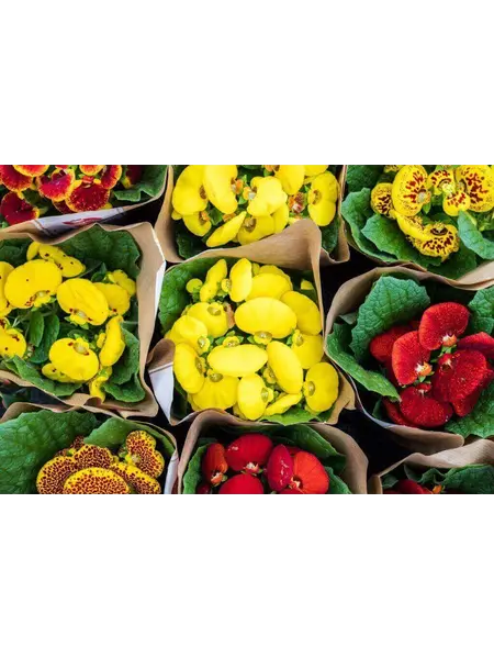 Slipper flowers – Calceolaria