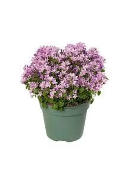 Campanule – Campanula