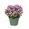  Campanule – Campanula