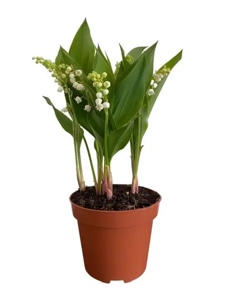 Lelietje-van-dalen – Convallaria