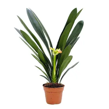 Firenze Bloemenatelier – Handgemaakte Boeketten, Bloemstukken & Planten Natal lily – Clivia
